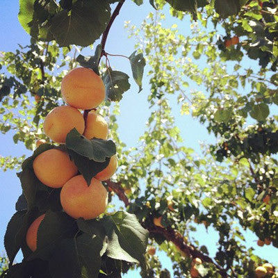 These are the blenheim apricots we use in our chutney growing on their tree in the Capay Valley.