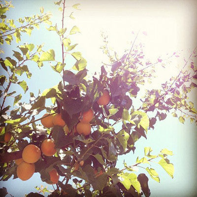 blenheim apricots! nectary goodness and deeply flavorful, these apricots are a fragile fruit lovingly grown in the Capay Valley. These delicate fruits are used to calling the bay area home and have been grown in Northern California for over 100 years.