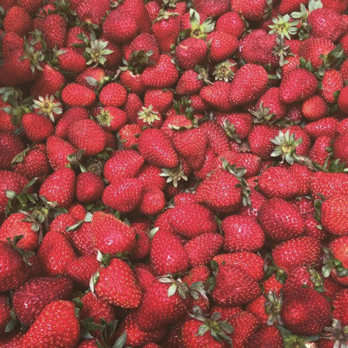 These are the organic albion strawberries that make this strawberry jam so delicious.