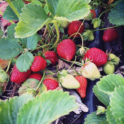 These are the organically grown albion strawberries ripening on the vine.